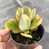 Crassula arborescens 'Blue Bird' Variegata