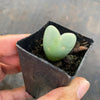Conophytum bilobum (ORANGE/YELLOW FLOWER) (2H)