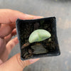 Conophytum bilobum (ORANGE/YELLOW FLOWER) (2H)