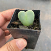 Conophytum bilobum (ORANGE/YELLOW FLOWER) (2H)