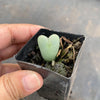 Conophytum bilobum (ORANGE/YELLOW FLOWER) (2H)