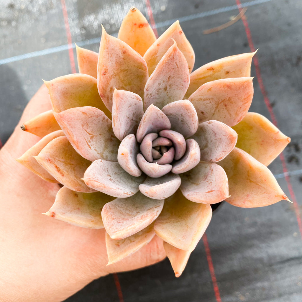 Echeveria 'Affinis' Grey form (Silver Queen)