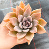 Echeveria 'Affinis' Grey form (Silver Queen)