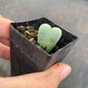 Conophytum bilobum (ORANGE/YELLOW FLOWER) (2H)