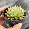 Graptoveria 'Silver Star' (has mark)