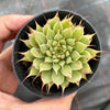 Graptoveria 'Silver Star' (has mark)