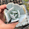 Echeveria 'Exotic'