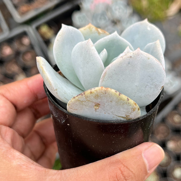 Echeveria 'Exotic' – LET LOVE GROW (Succulent & Cactus)