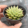 Graptoveria 'Silver Star' (has mark)