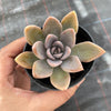 Echeveria 'Affinis' Grey form (Silver Queen)