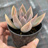 Echeveria 'Affinis' Grey form (Silver Queen)