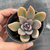 Echeveria 'Affinis' Grey form (Silver Queen)