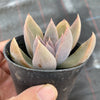 Echeveria 'Affinis' Grey form (Silver Queen)