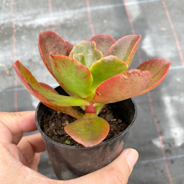 bittersweet succulent Echeveria 'Bittersweet' – LET LOVE GROW (Succulent & Cactus)