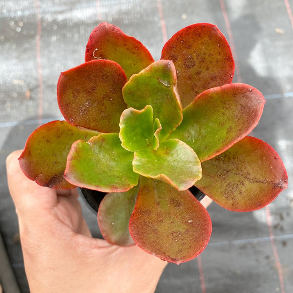 bittersweet succulent Echeveria 'Bittersweet' – LET LOVE GROW (Succulent & Cactus)