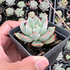 Echeveria strictiflora (XS)