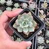 Echeveria strictiflora (XS)