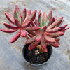 Pachyveria 'Red Banana'
