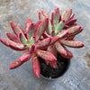 Pachyveria 'Red Banana'