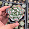 Echeveria strictiflora (XS)