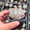 Echeveria strictiflora (XS)