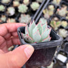 Echeveria strictiflora (XS)