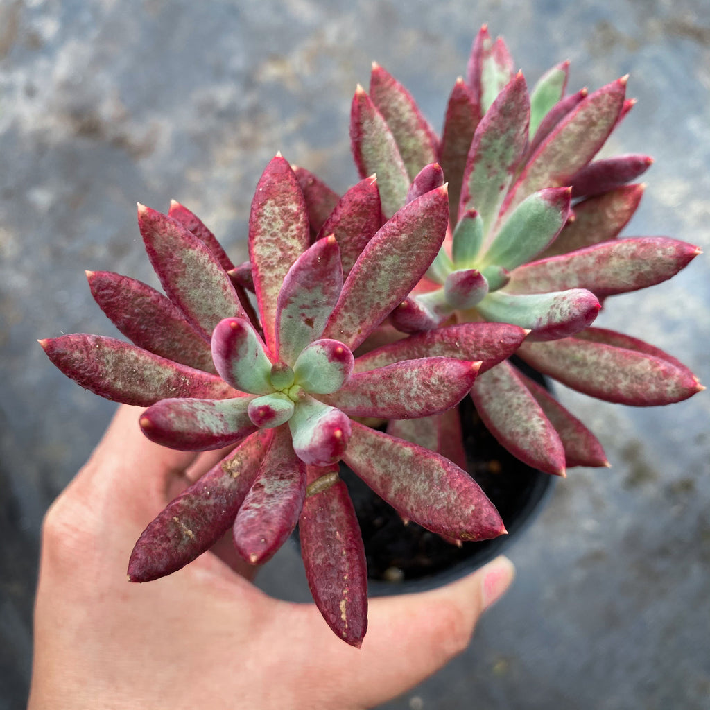 Pachyveria 'Red Banana'