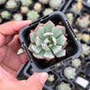 Echeveria strictiflora (XS)