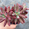Pachyveria 'Red Banana'