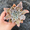 Echeveria 'Shaviana'