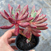 Pachyveria 'Red Banana'