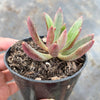 Pachyveria 'Red Banana'
