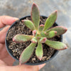 Pachyveria 'Red Banana'