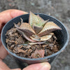 Haworthia venosa subsp. tessellata