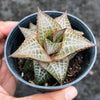 Haworthia venosa subsp. tessellata