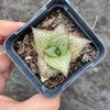 Haworthia venosa subsp. tessellata