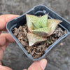 Haworthia venosa subsp. tessellata