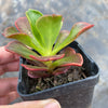 Echeveria muldicaulis 'Lipstick'