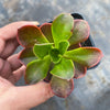 Echeveria muldicaulis 'Lipstick'