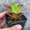 Echeveria muldicaulis 'Lipstick'