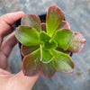 Echeveria muldicaulis 'Lipstick'