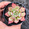 Echeveria strictiflora (XS)