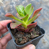 Echeveria muldicaulis 'Lipstick'