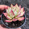 Echeveria strictiflora (XS)
