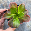 Echeveria muldicaulis 'Lipstick'