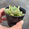 Echeveria minima x ballsii (w/pup)(PLANT)