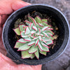 Echeveria strictiflora (XS)