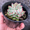 Echeveria strictiflora (XS)