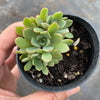 Echeveria minima x ballsii (w/pup)(PLANT)