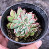 Echeveria strictiflora (XS)